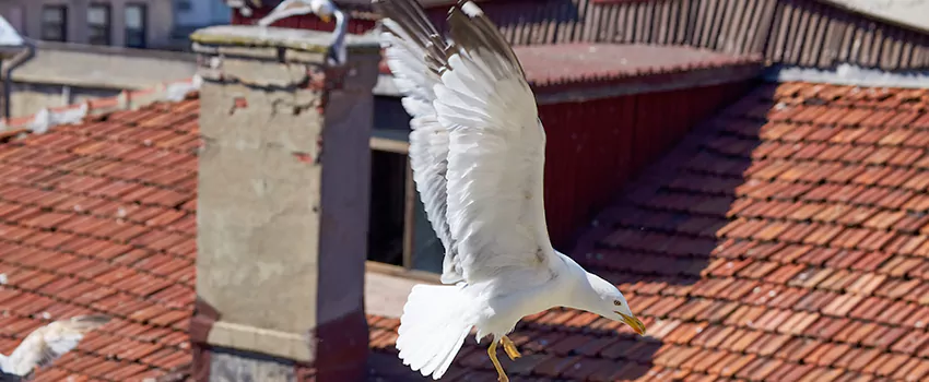 Residential Chimney Animal Removal Solution in Lake Zurich, IL