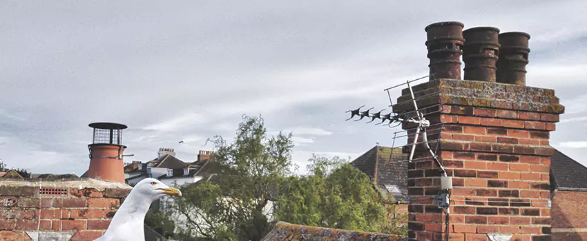 Chimney Cleaning And Restoration in Lake Zurich, Illinois